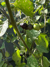 Load image into Gallery viewer, SUNBERRY