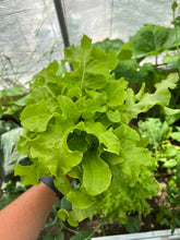 Load image into Gallery viewer, LETTUCE - Salad Bowl