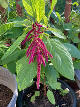 Load image into Gallery viewer, AMARANTH - Love Lies Bleeding