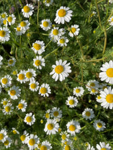 Load image into Gallery viewer, CHAMOMILE - German