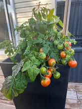 Load image into Gallery viewer, TOMATO - Tiny Tim