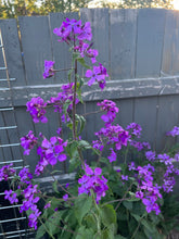 Load image into Gallery viewer, MONEY PLANT