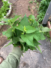 Load image into Gallery viewer, ANISE HYSSOP