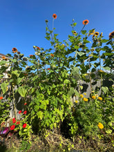 Load image into Gallery viewer, SUNFLOWER - Mexican (Tithonia)