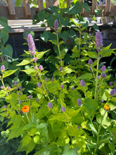 Load image into Gallery viewer, ANISE HYSSOP - Korean Mint