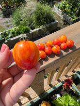 Load image into Gallery viewer, TOMATO - Sunrise Bumblebee