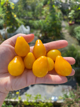 Load image into Gallery viewer, TOMATO - Yellow Pear