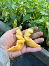 Load image into Gallery viewer, PEPPER (HOT) - Sugar Rush Peach