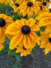 Load image into Gallery viewer, RUDBECKIA - Yellow