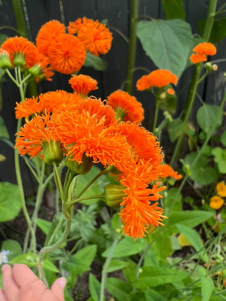 irish poet tassel flower seeds TASSEL FLOWER