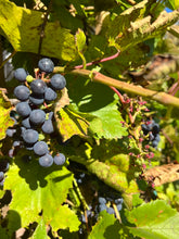Load image into Gallery viewer, GRAPE - Red Concord