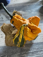 Load image into Gallery viewer, GOURD - Autumn Wings Mix