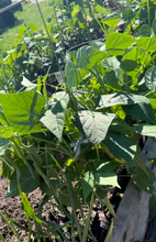 Load image into Gallery viewer, BEAN, BUSH - Blue Lake
