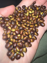 Load image into Gallery viewer, BEAN, BUSH - SOYBEAN | Agate