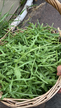 Load image into Gallery viewer, ARUGULA - Wild