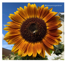Load image into Gallery viewer, SUNFLOWER - Evening Sun Mix
