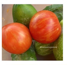 Load image into Gallery viewer, TOMATO - Red Zebra