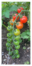 Load image into Gallery viewer, TOMATO - Tasty Treat