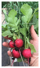 Load image into Gallery viewer, RADISH - Crimson Crunch