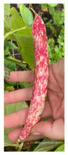 Load image into Gallery viewer, BEAN, POLE - Borlotti