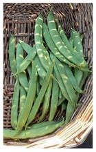 Load image into Gallery viewer, BEAN, POLE - Borlotti