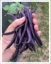 Load image into Gallery viewer, BEAN, BUSH - Royal Burgundy