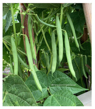 Load image into Gallery viewer, BEAN, BUSH - Landreth Stringless