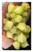 Load image into Gallery viewer, GROUND CHERRY - Aunt Molly's