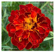 Load image into Gallery viewer, MARIGOLD - Sparky Mix