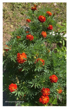 Load image into Gallery viewer, MARIGOLD - Sparky Mix
