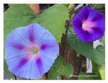 Load image into Gallery viewer, MORNING GLORY - Tall Mixed Colours