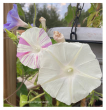 Load image into Gallery viewer, MORNING GLORY - Tall Mixed Colours