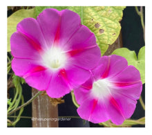 Load image into Gallery viewer, MORNING GLORY - Tall Mixed Colours