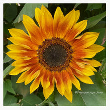 Load image into Gallery viewer, SUNFLOWER - Evening Sun Mix