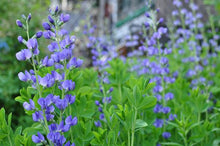 Load image into Gallery viewer, BLUE WILD INDIGO