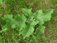 Load image into Gallery viewer, BURDOCK