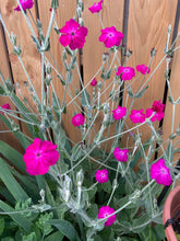Load image into Gallery viewer, ROSE CAMPION - Pink