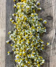 Load image into Gallery viewer, CHAMOMILE - German
