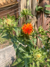 Load image into Gallery viewer, SAFFLOWER