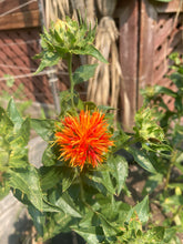 Load image into Gallery viewer, SAFFLOWER