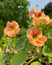 Load image into Gallery viewer, NASTURTIUM - Jewel Mix