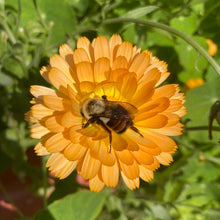 Load image into Gallery viewer, EASY TO GROW: Annual Flower Bundle