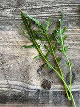 Load image into Gallery viewer, ARUGULA - Wild