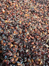 Load image into Gallery viewer, BROOM CORN | Sphorgum