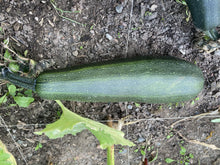 Load image into Gallery viewer, ZUCCHINI - Green Garden Mix