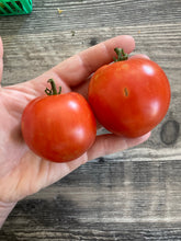 Load image into Gallery viewer, TOMATO - Sub-Arctic Plenty