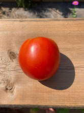 Load image into Gallery viewer, TOMATO - Long Keeper