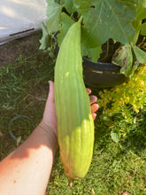 Load image into Gallery viewer, GOURD - LUFFA