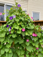 Load image into Gallery viewer, MORNING GLORY - Tall Mixed Colours