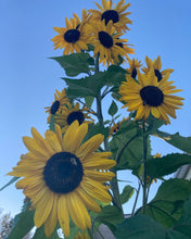 Load image into Gallery viewer, SUNFLOWER - Evening Sun Mix